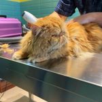 کلینیک دامپزشکی و پت شاپ میلوی