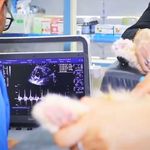 بیمارستان دامپزشکی هلسی پت