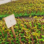 نهالستان انگور رویان تاک