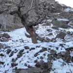 درخت پسته میان سنگ