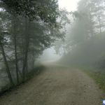 جنگل دالخانی