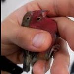 فروش پرندگان منصوری