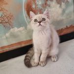 فروش گربه های نژاد دار