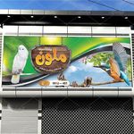 پرنده فروشی ملون