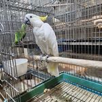 پرنده فروشی ملون