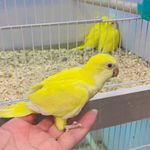 پرنده فروشی ملون