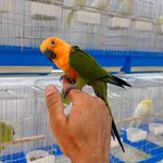 پرنده فروشی ملون