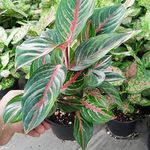 گل و گیاه گلدون