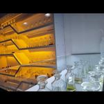 عطریات لوموس