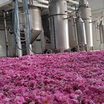 تولیدی گلاب و عرقیات زرهون