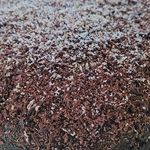 قنادی سحر عبدالغفاری
