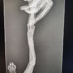 کلینیک اختصاصی حیوانات و پت‌شاپ مهر