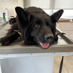 کلینیک اختصاصی حیوانات و پت‌شاپ مهر