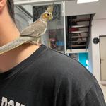 کلینیک اختصاصی حیوانات و پت‌شاپ مهر