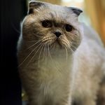پت شاپ الکوپت
