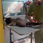 پلی کلینیک دامپزشکی فران