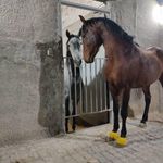 مرکز پرورش اسب ارسلان