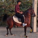 مرکز پرورش اسب ارسلان