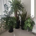 موسی سعادتی مقدم