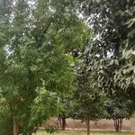 پارک ورزشی و زمین پارک عشایر