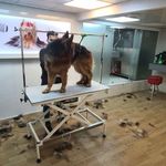 کلینیک و پت شاپ پرشین پت