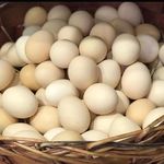 لبنیات سنتی زمرد