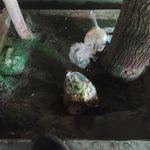 ایستگاه اتوبوس عبدالمطلب 46
