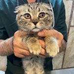 کلینیک حیوانات خانگی آران