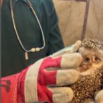 کلینیک حیوانات خانگی آران