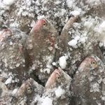 فروشگاه عرضه  مرغ و ماهی طاهری