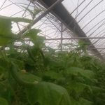 گلخانه خیار مدرن شفق