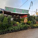 تولید و توزیع گل و گیاه قلب سبز