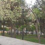 پارک میخک
