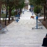 پارک میخک