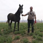 مزرعه پرورش اسب دشت بهشت