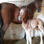 مزرعه پرورش اسب دشت بهشت