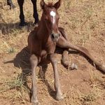 مزرعه پرورش اسب دشت بهشت