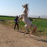 مزرعه پرورش اسب دشت بهشت