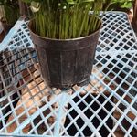 گل فروشی برادران