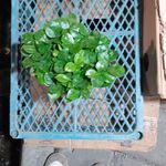 گل فروشی برادران