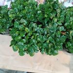 گل فروشی برادران