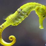 آکواریوم اصفهان