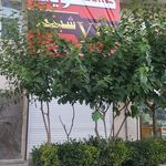 خشکشویی خاص
