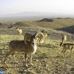 منطقه شکار ممنوع سید مرتضی