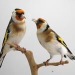 مرکز خرید و فروش پرندگان زینتی خلیج پارس