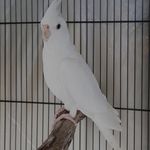 مرکز خرید و فروش پرندگان زینتی خلیج پارس