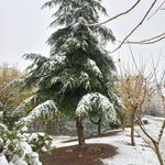 بوستان