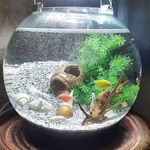 آکواریوم صدف