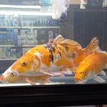 آکواریوم صدف