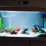 آکواریوم صدف